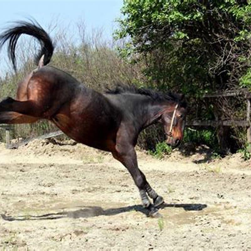 What does it mean when a horse kicks its back legs?
