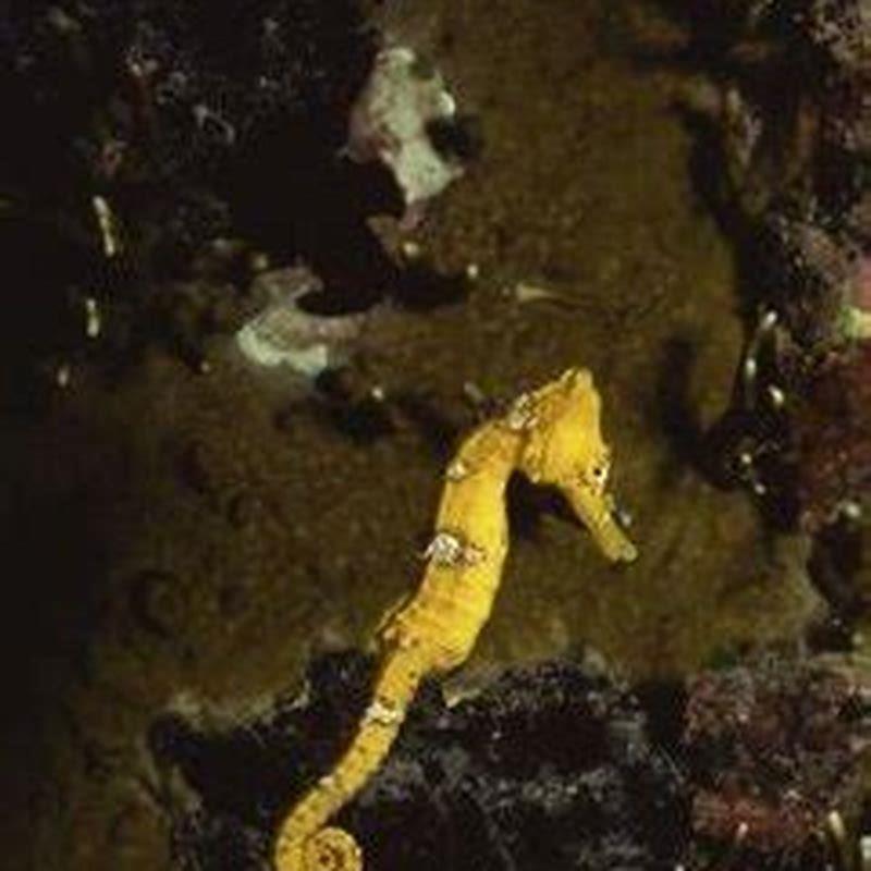 What does sea horses eat?