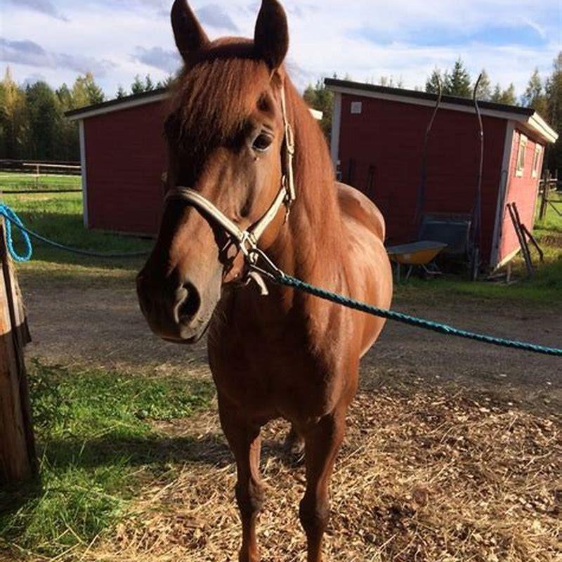 What does the Finnhorse look like?