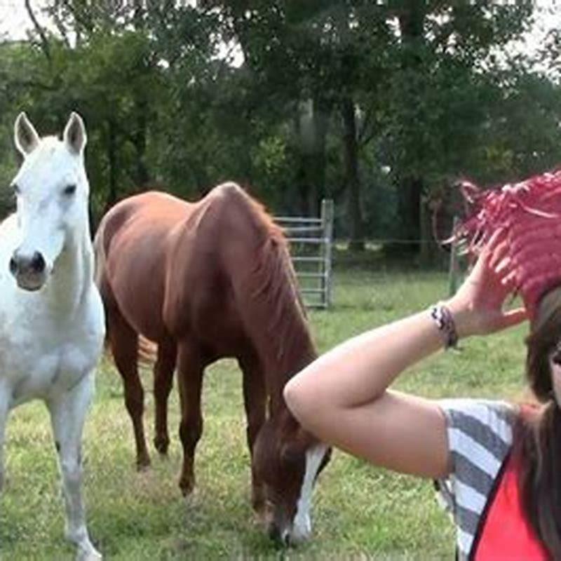 What does the horse say in English?