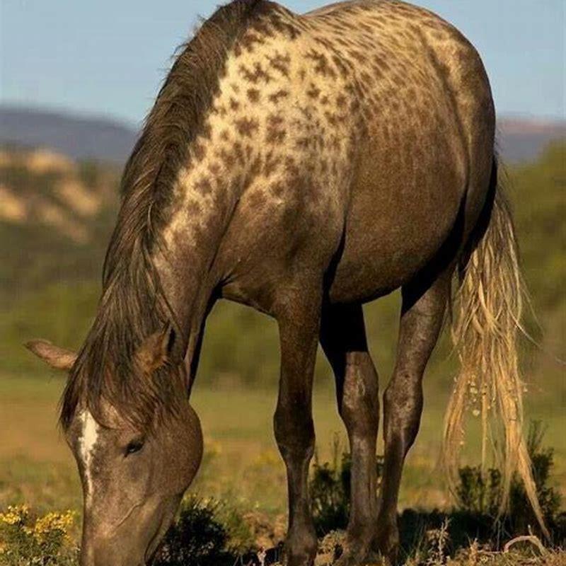 What gene causes Dapples in horses?