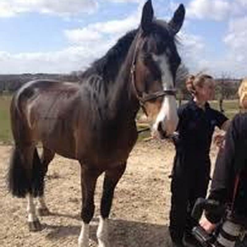 What happened to the horse that was punched?