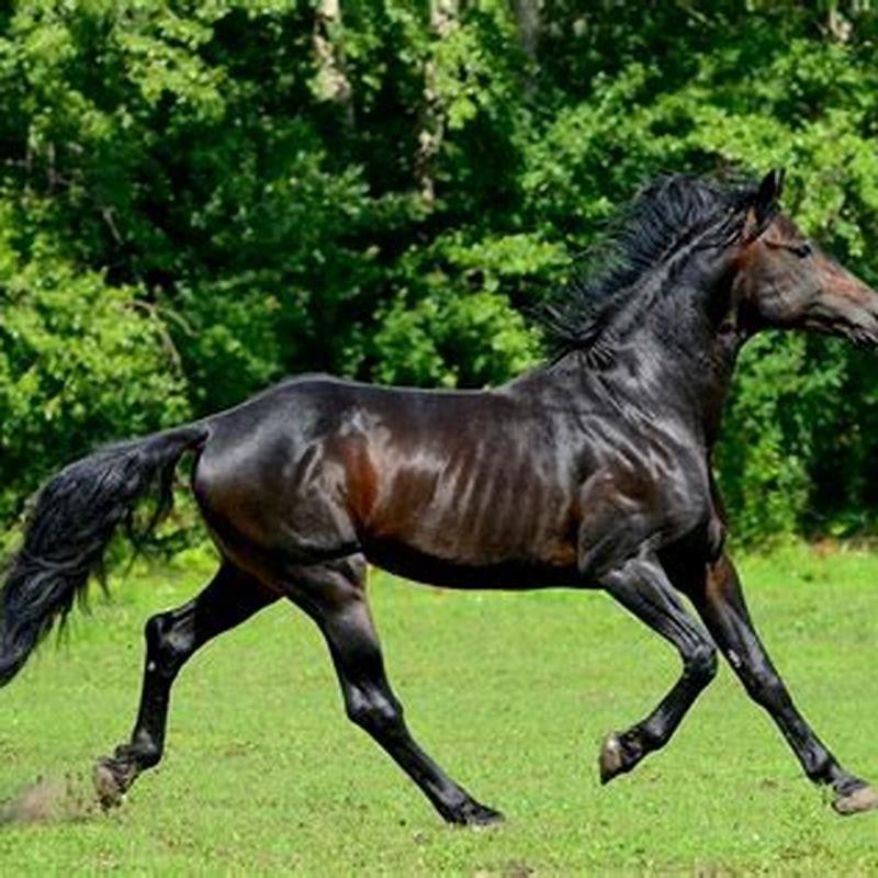 what-horse-breeds-originated-in-germany-diy-seattle