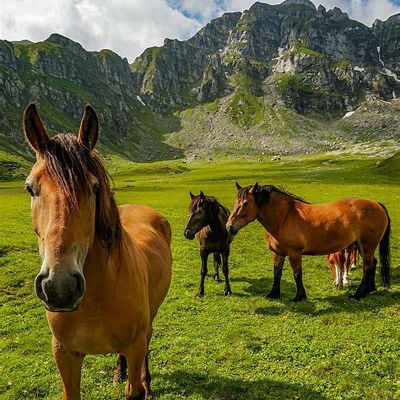 What horses are in Romania?