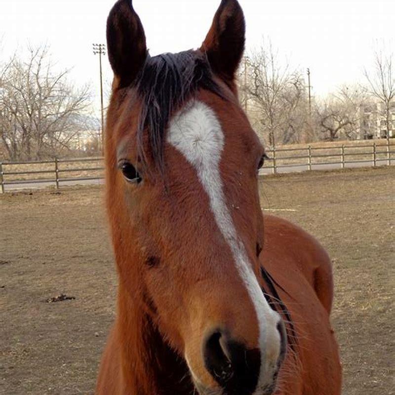 what-is-a-blaze-face-horse-diy-seattle