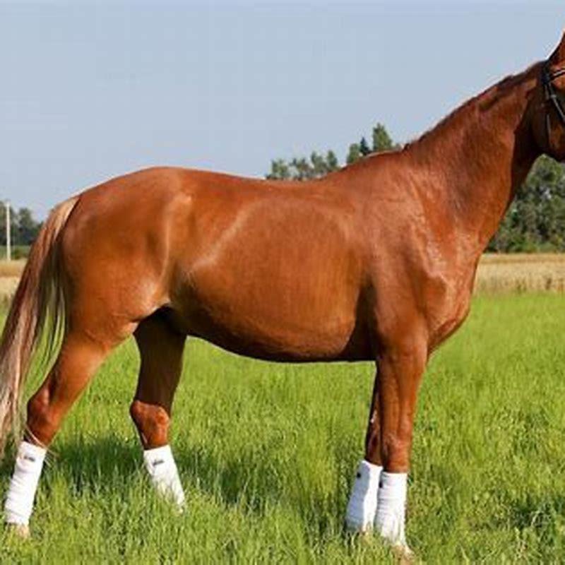 What is a German sport horse?