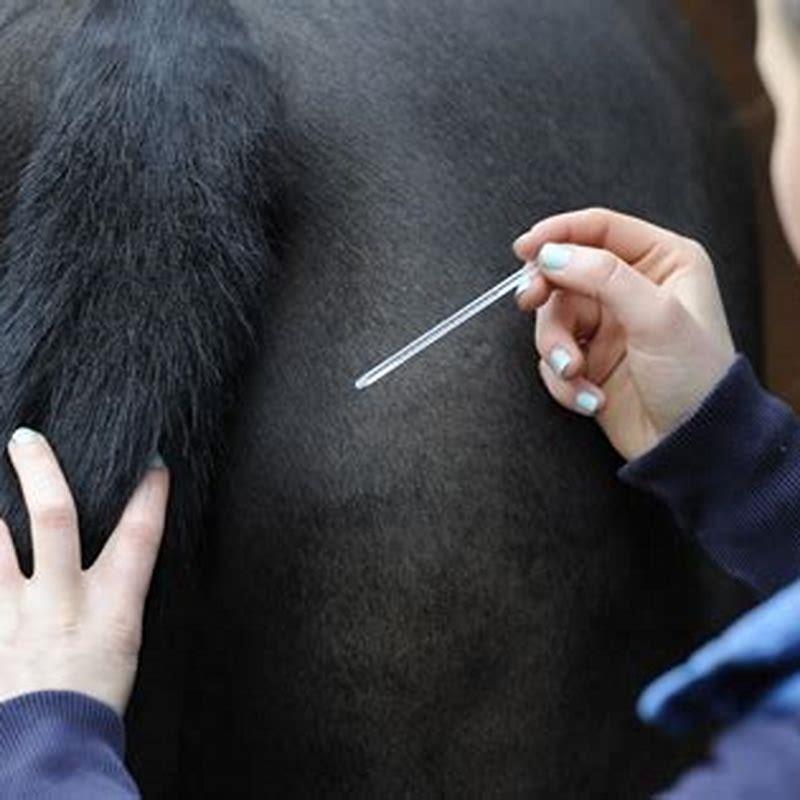 What is a good horse temperature?
