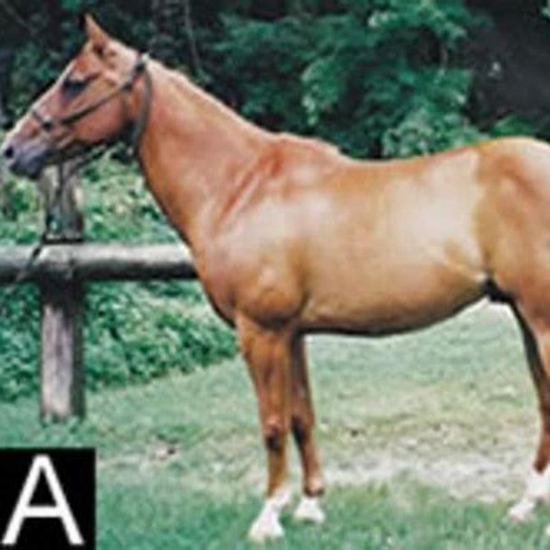 what-is-a-striped-horse-called-diy-seattle