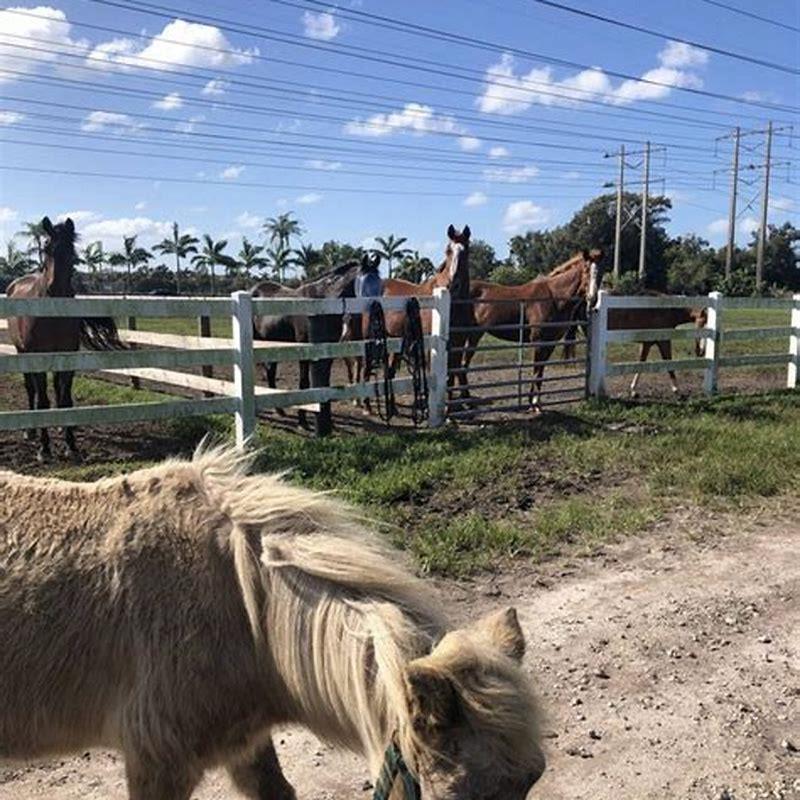 What is it called when a horse runs?