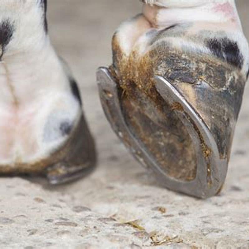 What is Jell-O made from horse hooves?