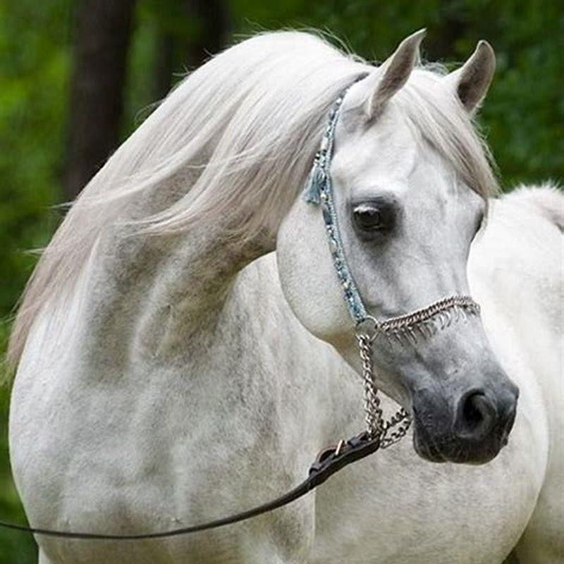 What is so special about Arabian horses?
