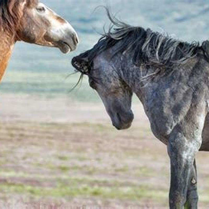 What is so special about mustang horses?