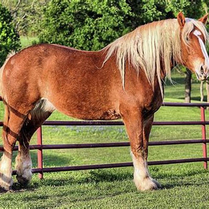 What is the Belgian horse known for?