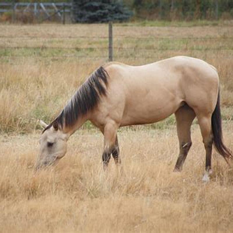 What is the best grain to put weight on a horse?