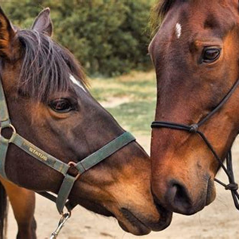 What is the best season to breed a horse?
