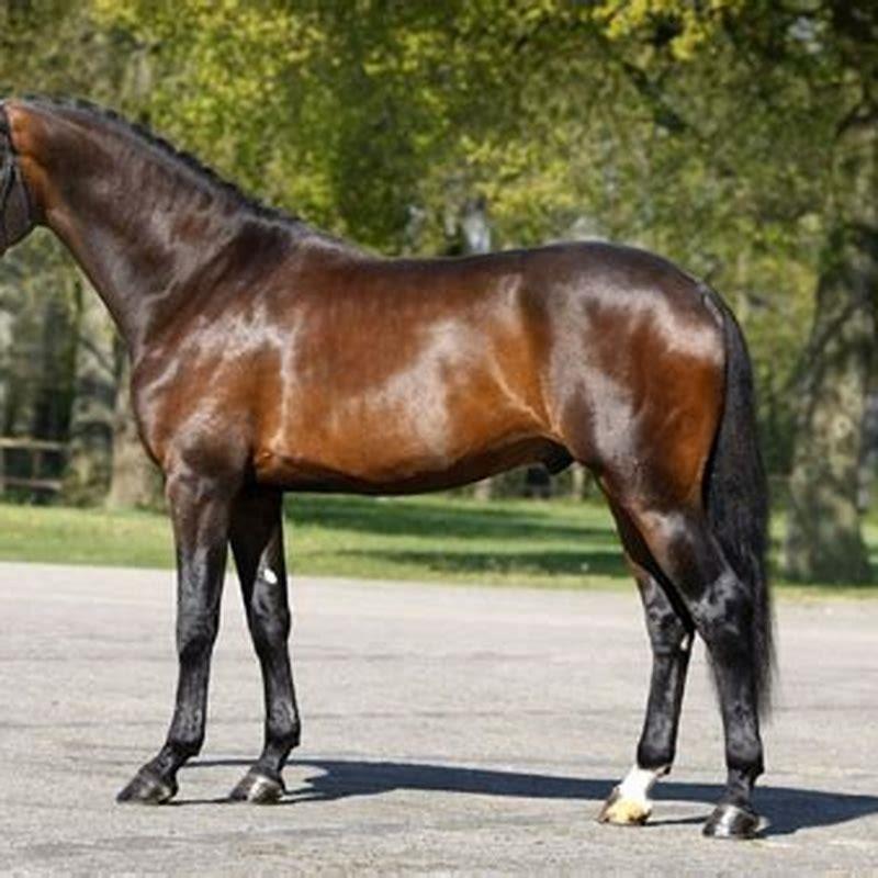 What is the best warmblood?