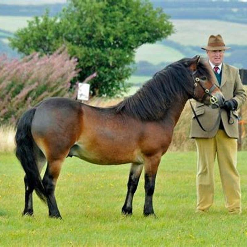 what-is-the-difference-between-dartmoor-and-exmoor-ponies-diy-seattle