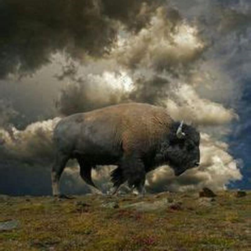 What is the difference between white buffalo and wild Horse?
