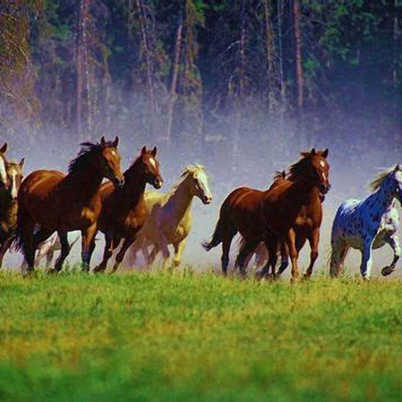 What is the difference between wild horses and feral horses?