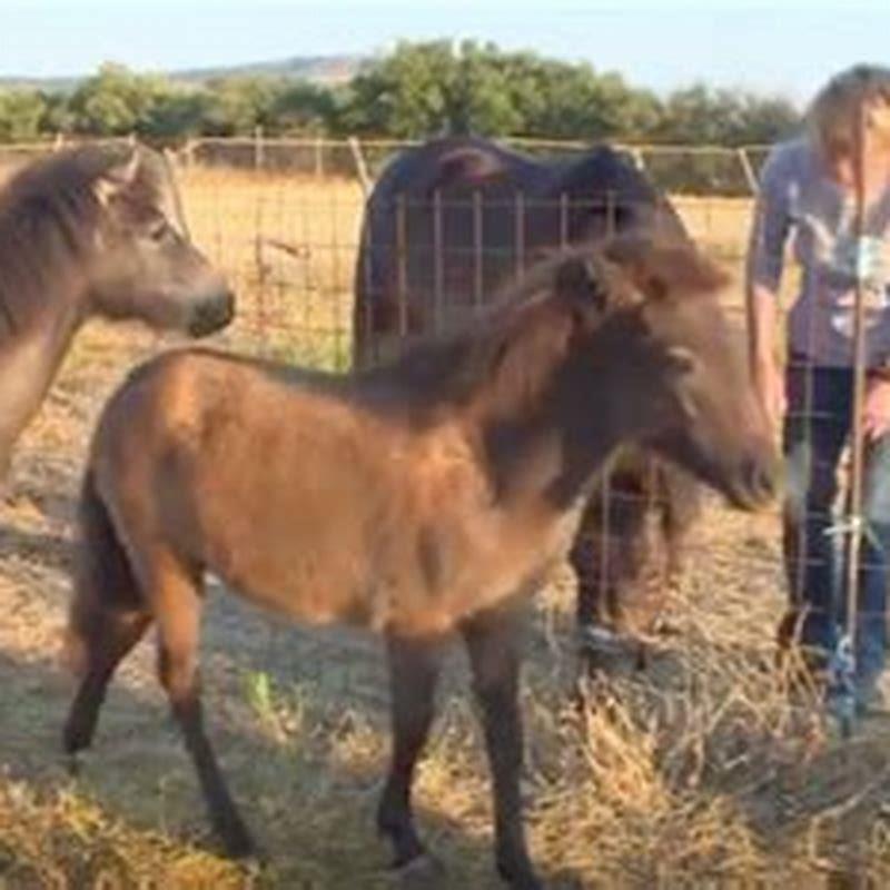 What is the Greek root for horse?