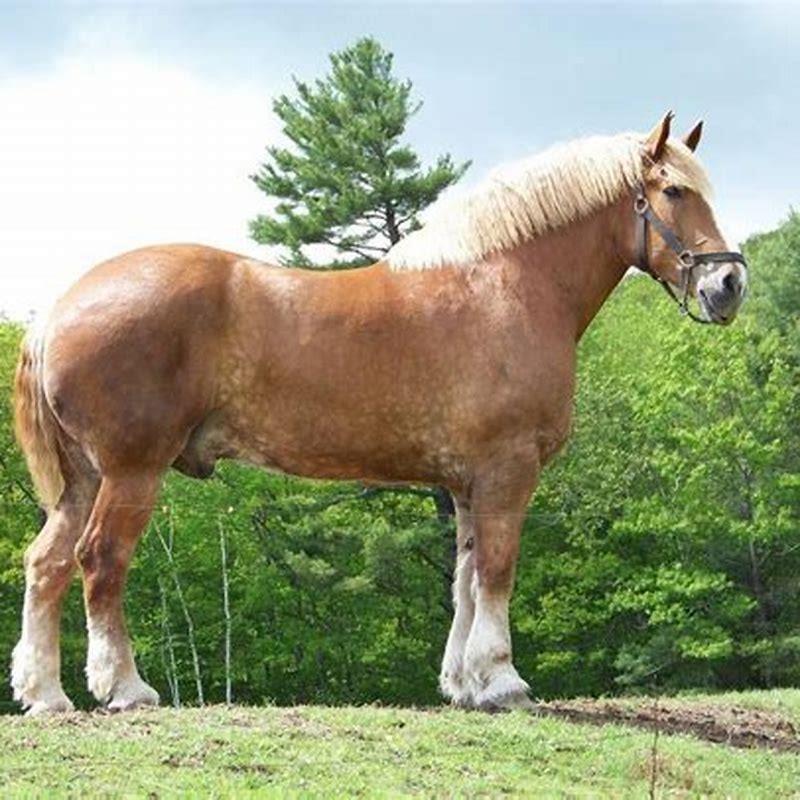 what-is-the-largest-draft-horse-in-the-world-diy-seattle