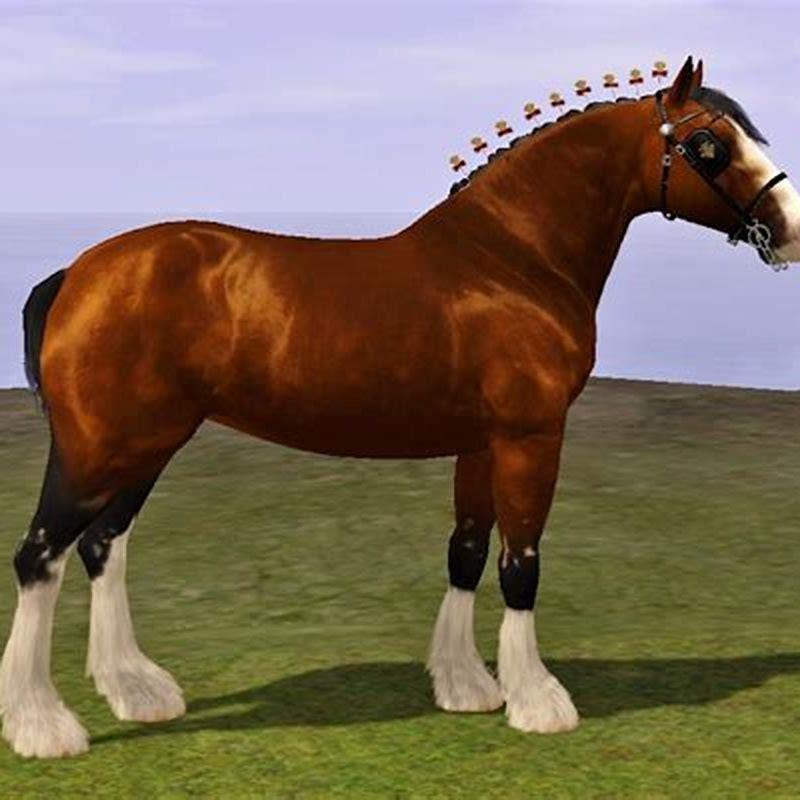 What is the length of a Shire horse?