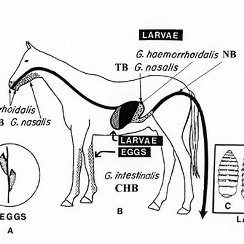 What is the life span of a horse fly? - DIY Seattle