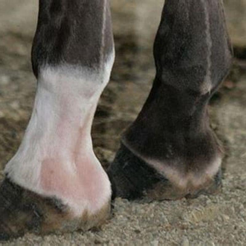 What is the mark on a horses leg?
