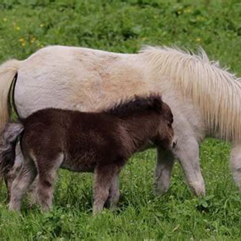 what-is-the-name-of-a-miniature-horse-diy-seattle