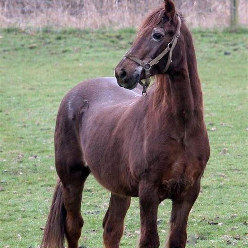 What is the oldest thoroughbred?