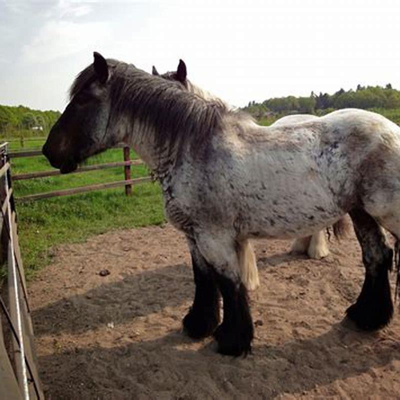 what-is-the-original-breed-of-horse-diy-seattle