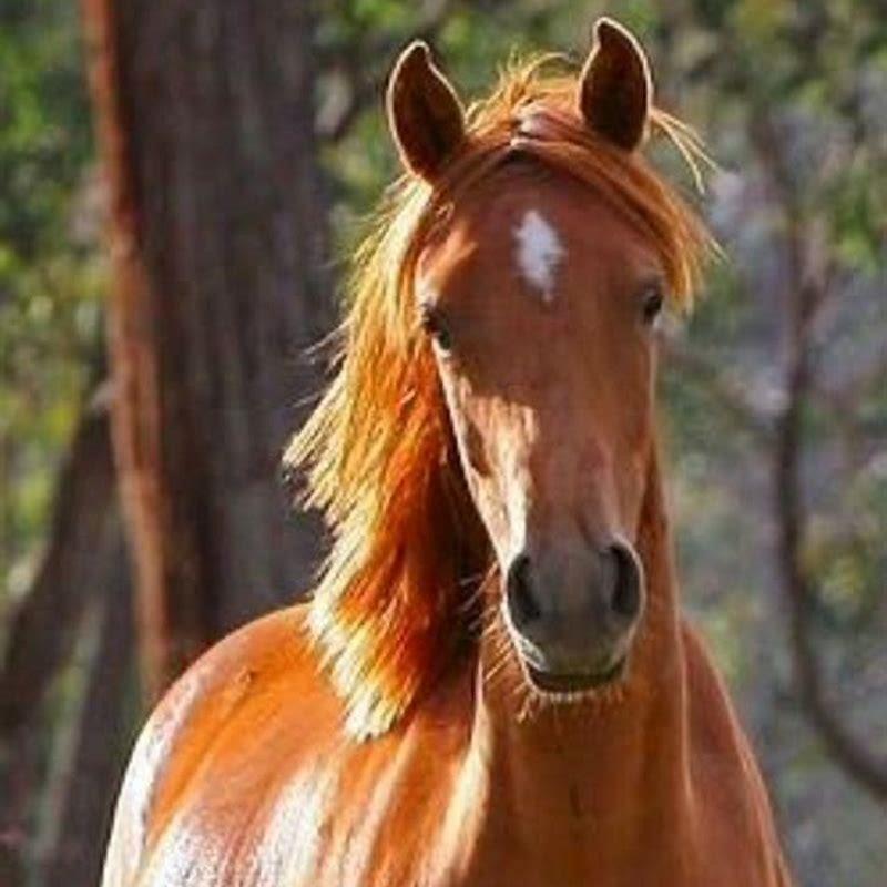 What is the purpose of chestnuts on horses?