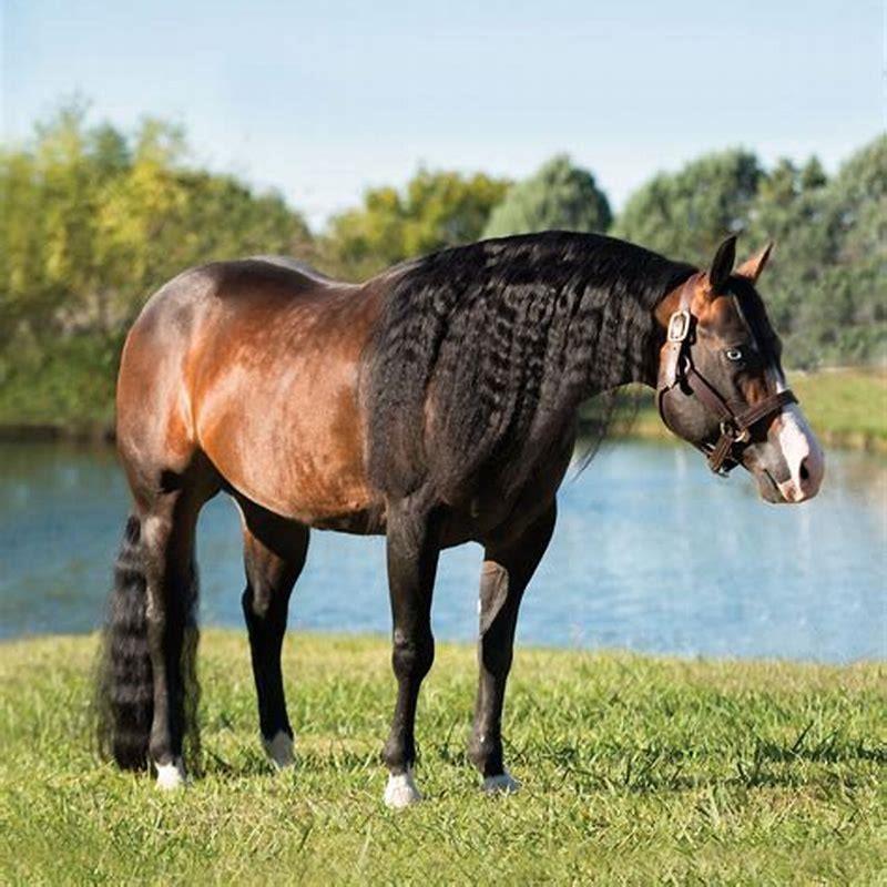 What is the purpose to pony a horse?