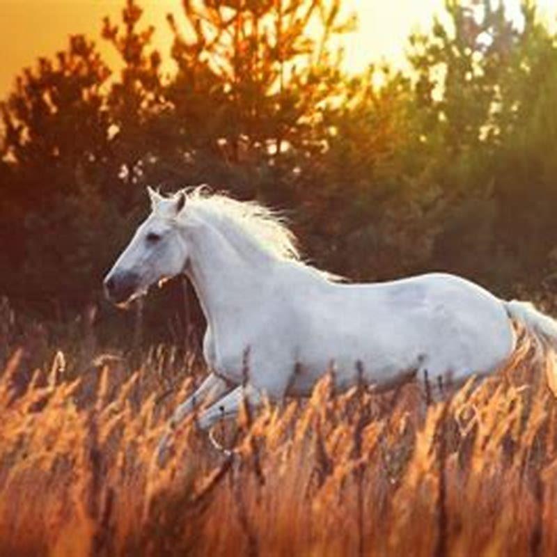 what-is-the-significance-of-the-white-horse-diy-seattle