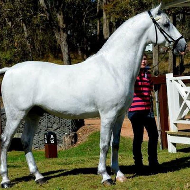 What is the size of a Lipizzan horse?