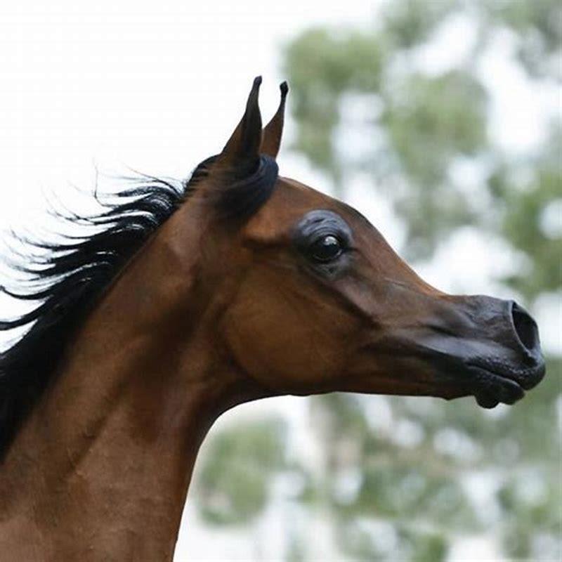 What is the ugliest horse in the world?