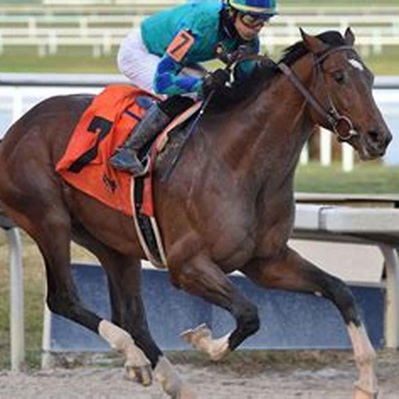 what-is-winning-by-a-length-in-horse-racing-diy-seattle