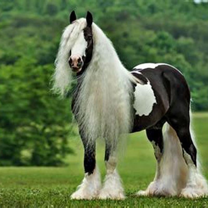 What kind of horse is Gypsy Vanner? - DIY Seattle