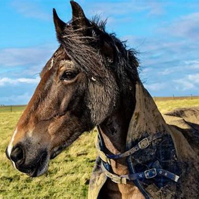 What kind of horse is used in equestrian?
