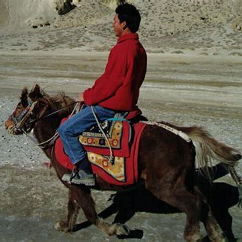 What kind of horses are in Tibet?