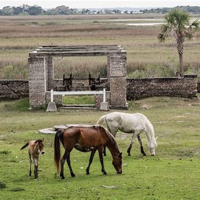 What kind of horses are on Cumberland Island?