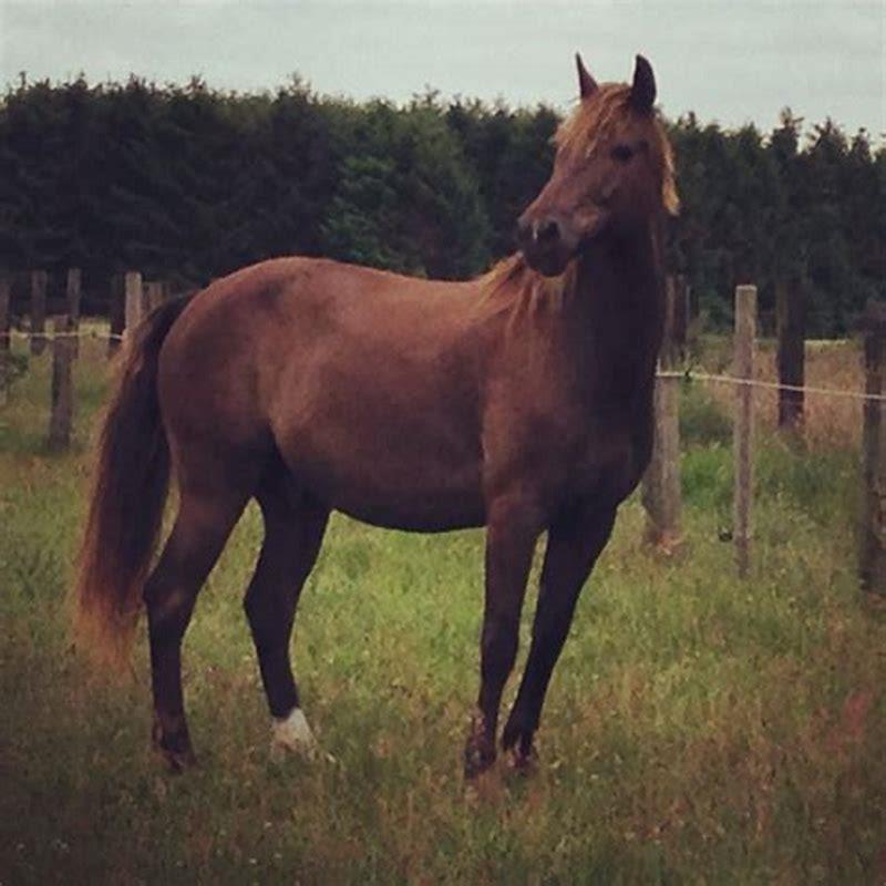 What makes a Kentucky Mountain Horse?