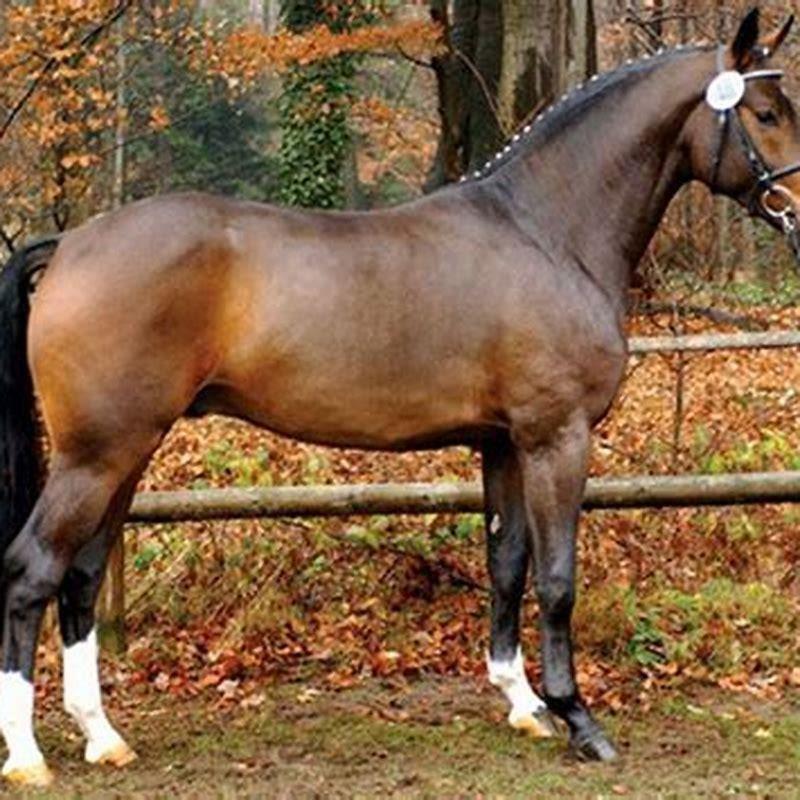 What makes a Westphalian horse?