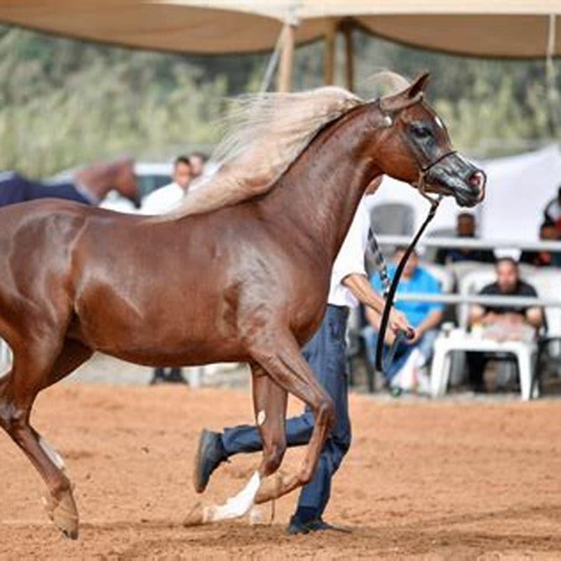 What makes an Arabian horse?