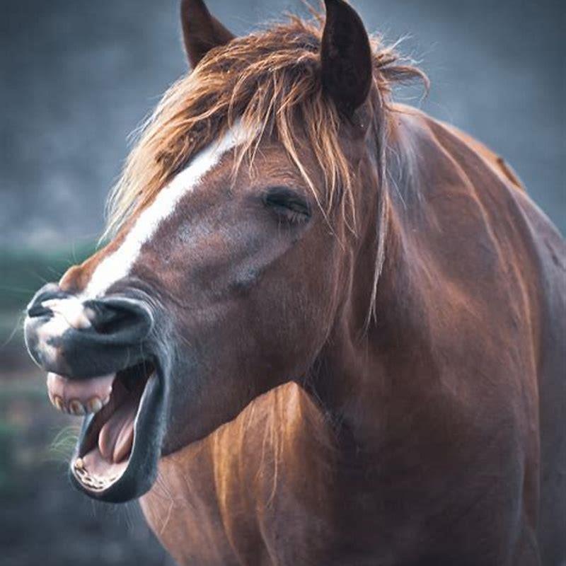 What mammal is related to a horse?
