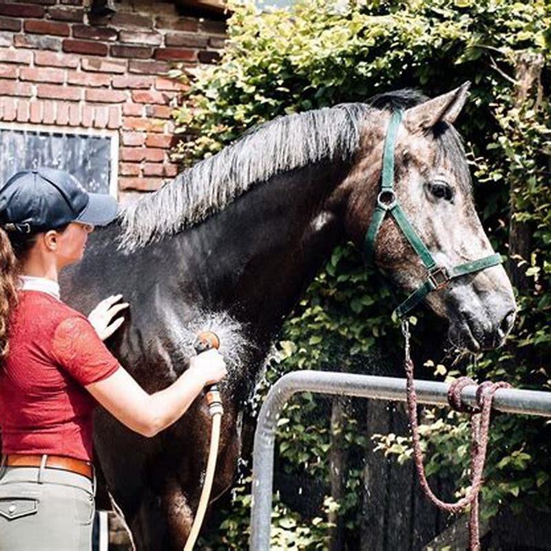 what-order-should-you-groom-a-horse-diy-seattle