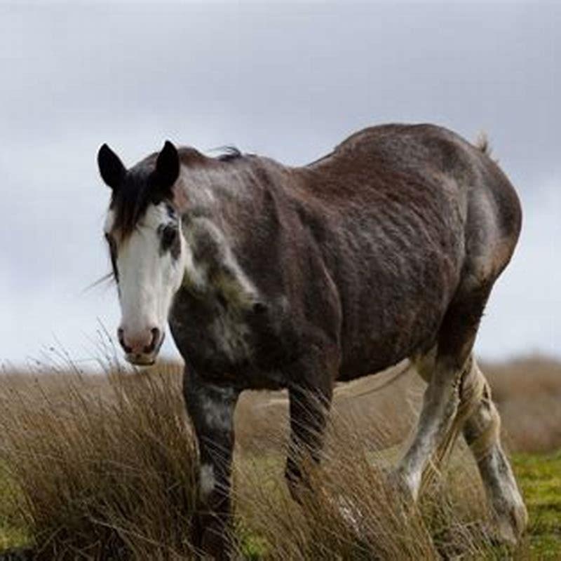 What should I do if my horse is losing weight?