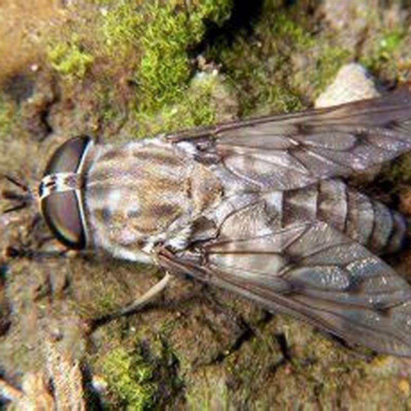 what-time-of-year-do-horseflies-bite-diy-seattle