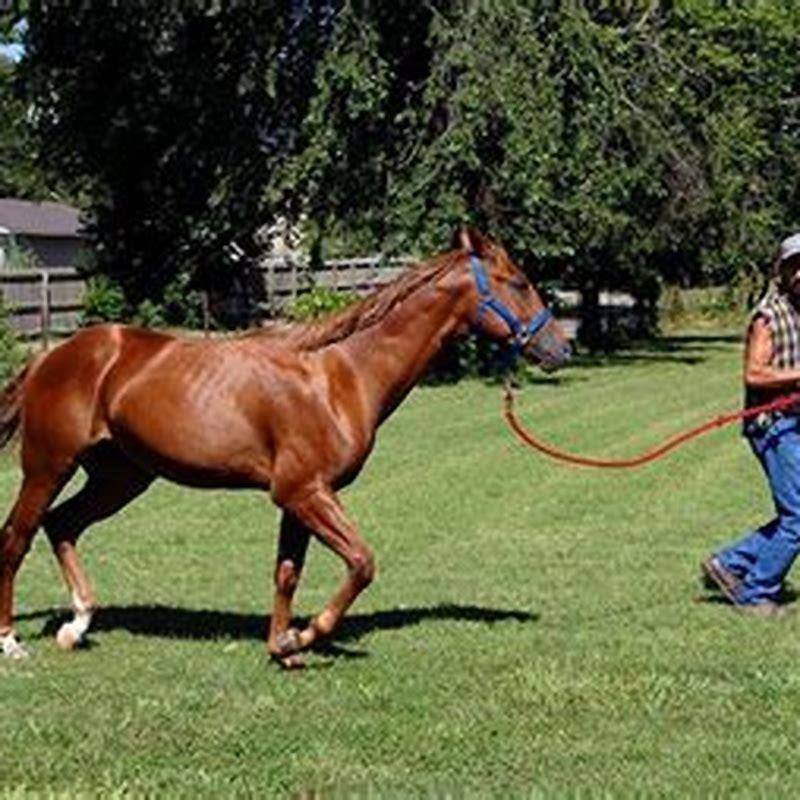 What To Do If Your Horse Is Stiff