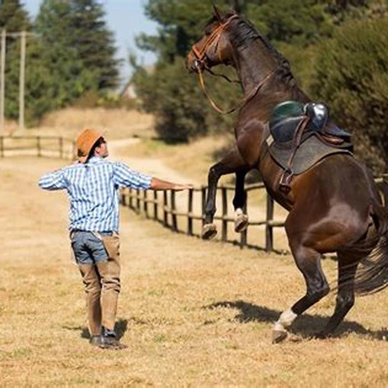 What training do you need to be a horse trainer?